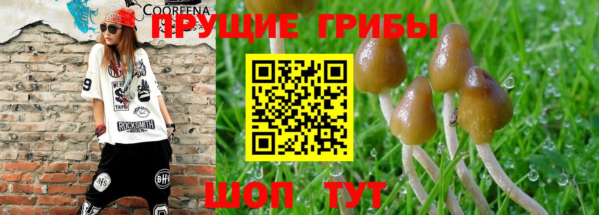 Псилоцибиновые грибы Psilocybine cubensis  Вход с VPN  Сосновый Бор  Галлюциногенные грибы Psilocybine cubensis 