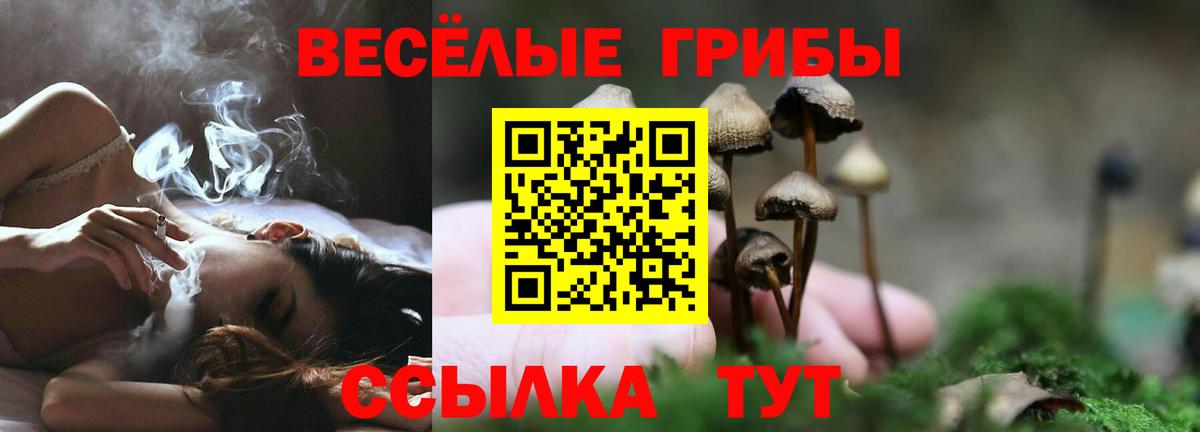 Псилоцибиновые грибы Psilocybe Сосновый Бор